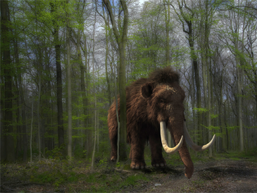 mammouth,animal,nature,arbres,vert,