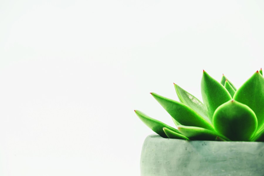 plante,zen,mur,beige,vert,